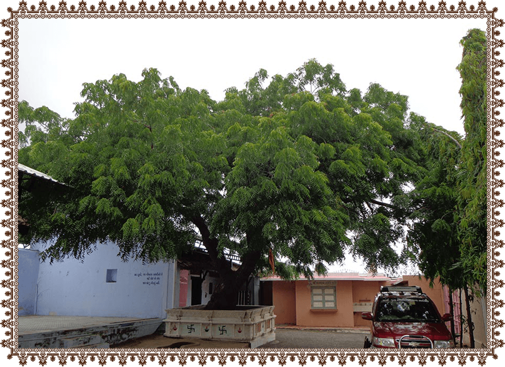 Neem Tree in the Darbargadh