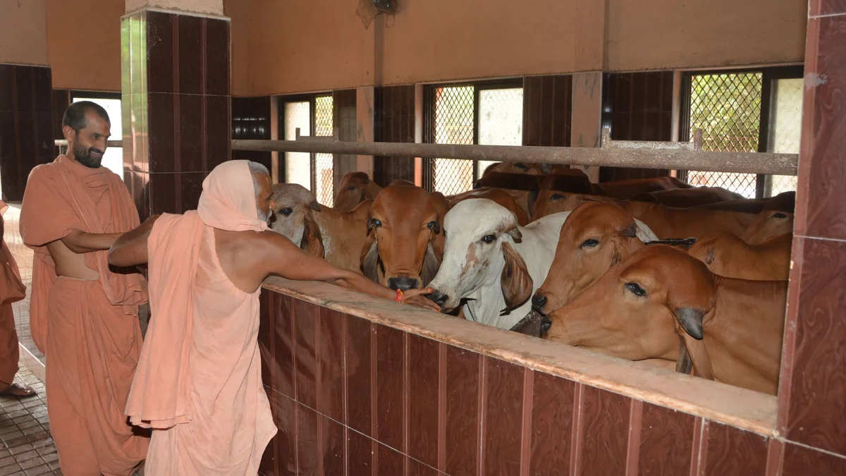 GAU SEVA (Service of Cows)