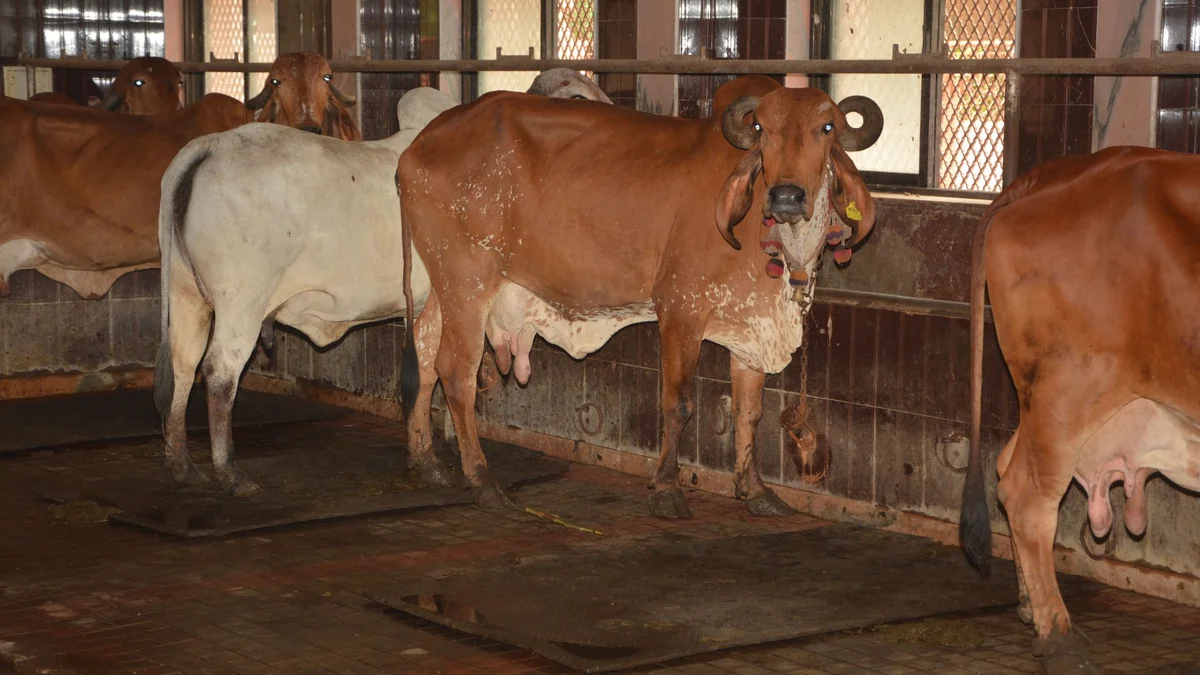 GAU SEVA (Service of Cows)