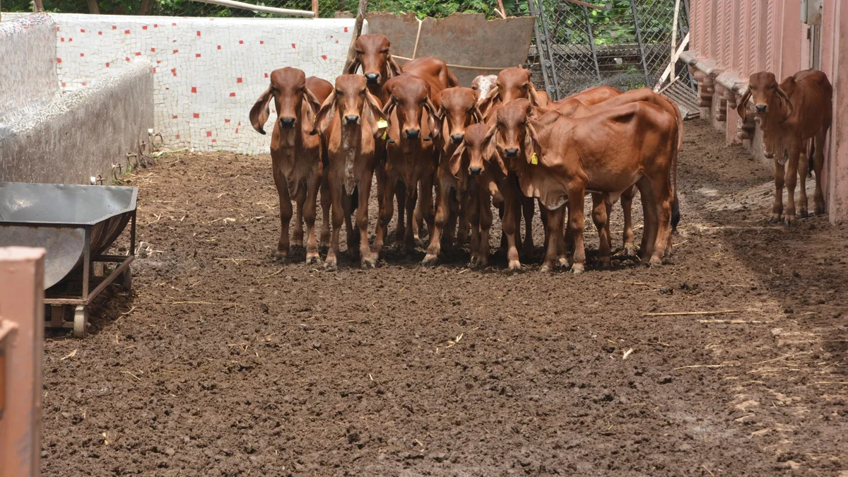 GAU SEVA (Service of Cows)