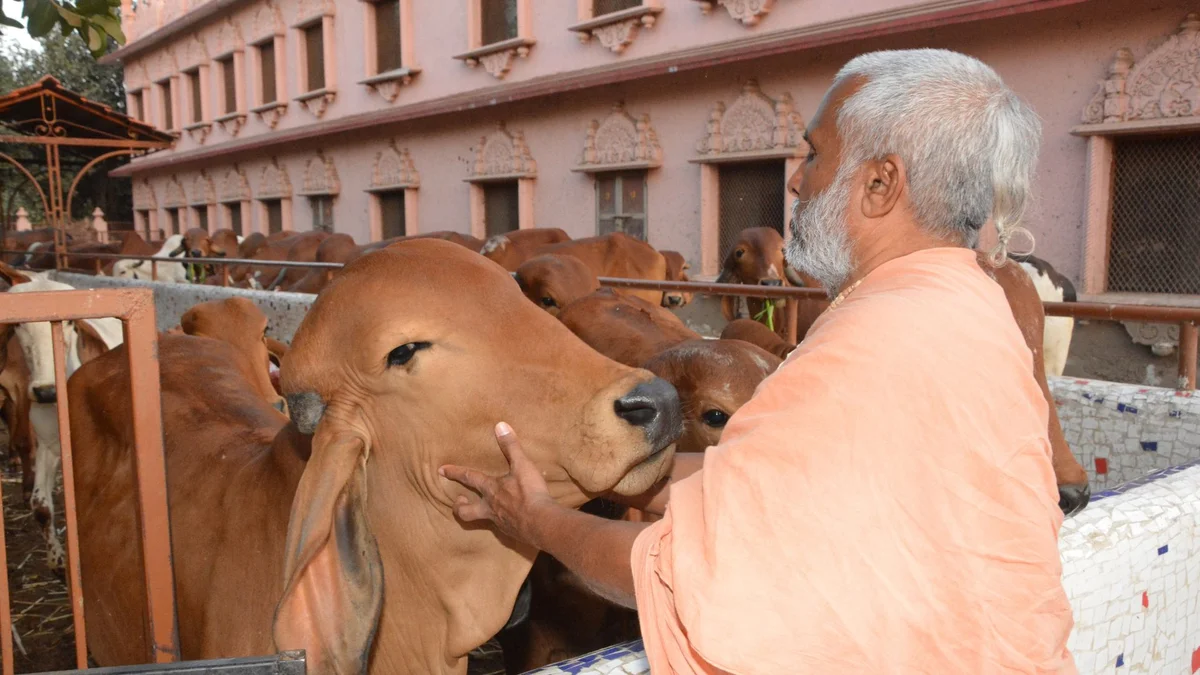 GAU SEVA (Service of Cows)